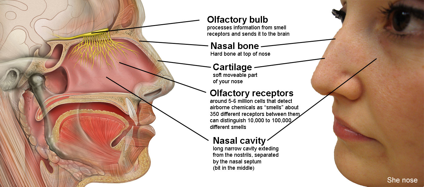 Smell - the nose