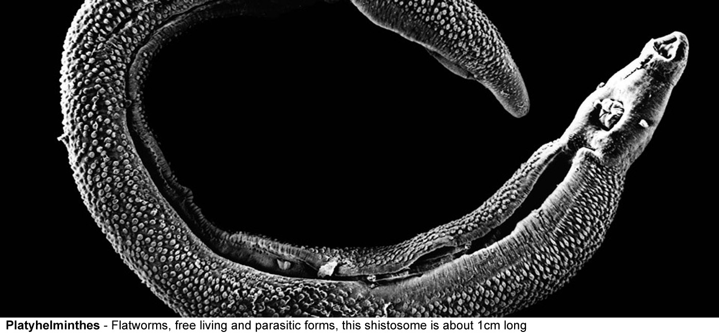 Platyhelminthes - Flatworms, free living and parasitic forms, 
								this shistosome is about 1cm long and a very 
								important and debilitating parasite of humans 
								in tropical regions.