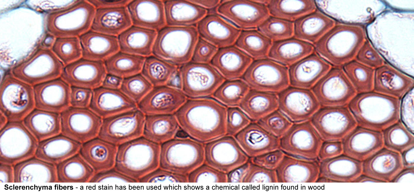 sclerenchyma fibers - A red stain has been used which shows a chemical called lignin 
  found in wood strengthening the walls of these supportive 
  fibres found here in a young stem cut across the length of the 
  cells