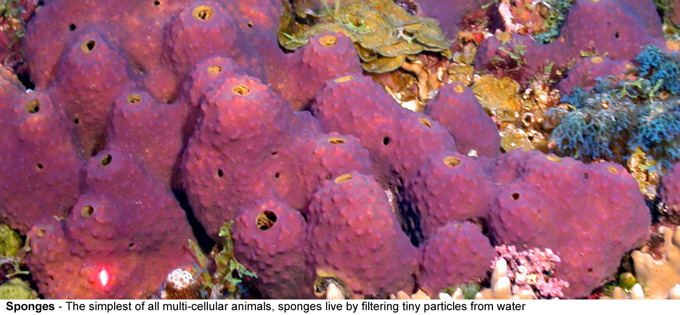 Sponges - The simplest of all multi-cellular animals, sponges 
								live by filtering tiny particles from water that 
								comes in through the sides and out through the hole 
								at the top, this picture about 10cm across.