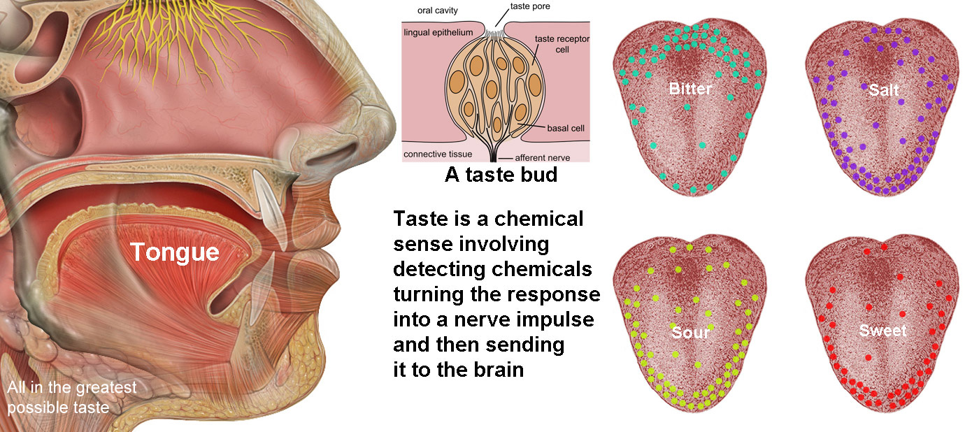 Taste - the tongue