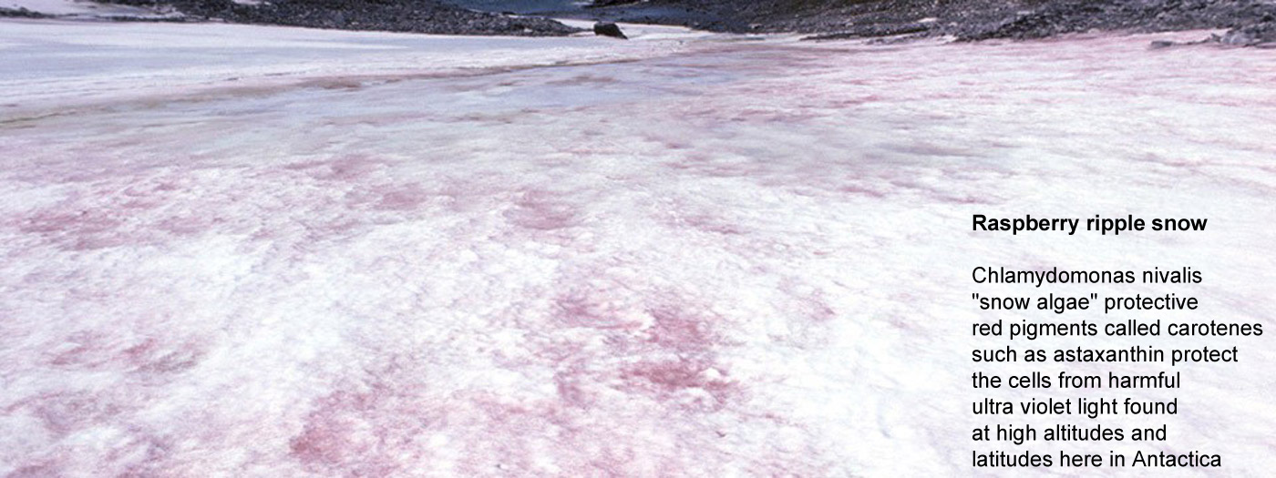 Raspberry ripple snow - Chlamydomonas nivalis - 
			"snow algae" protective red pigments called carotenes such as astaxanthin 
			protect the cells from harmful ultra violet light found at high altitudes 
			and latitudes here in Antactica