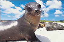 Galapagos Cruise - Santa Cruz - Norther