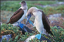 Galapagos Cruise - Cachalote I - Wester