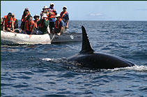 Galapagos Cruise - Cachalote I - Wester